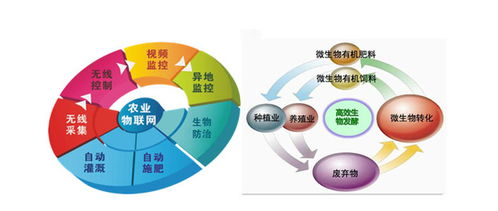 有机蔬菜智造工厂 循环经济的新引擎与社会经济咨询服务的价值创造